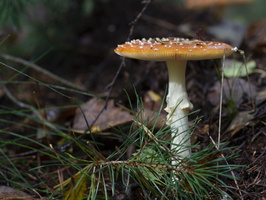 20201010-Paddestoelen -115